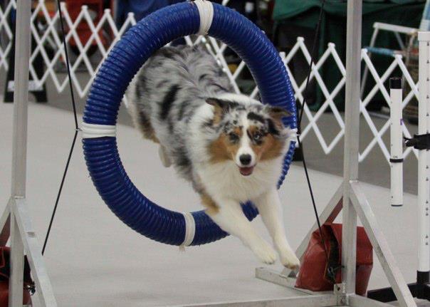 pawsoncue