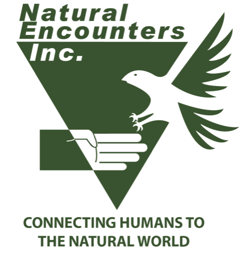 NEI-logo-copy-e1550002165574